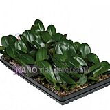 نشاء گیاهان وارداتی و خاص نشاء گیاهان وارداتی و خاص